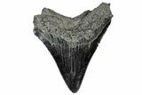 Serrated, Fossil Megalodon Tooth - South Carolina #306273-1